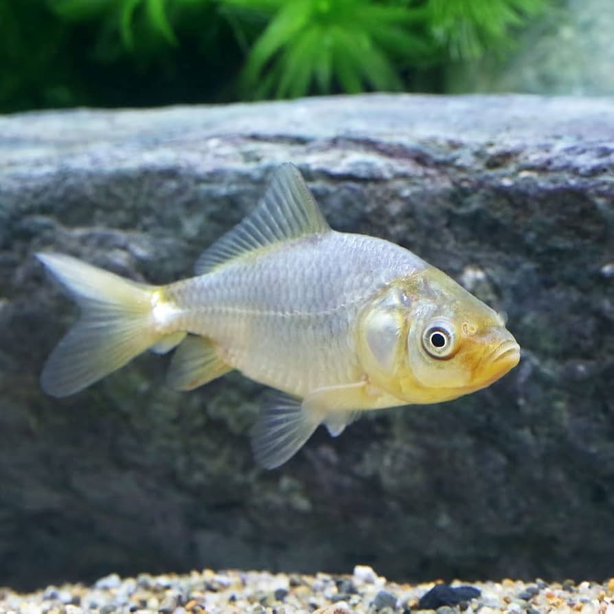 Amazon | （国産金魚）青隼人和金（1匹） | charm(チャーム